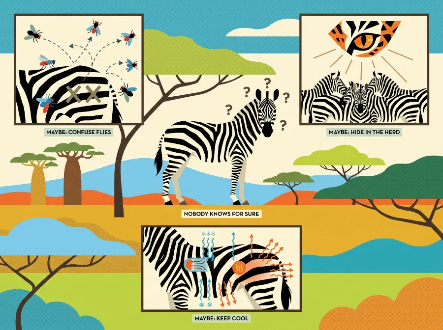 Why are Zebras Striped?