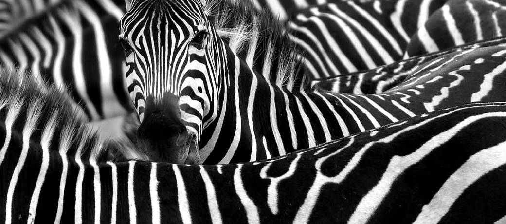 Illustration for Why are Zebras Striped?