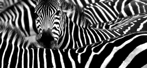 Illustration for Why are Zebras Striped?