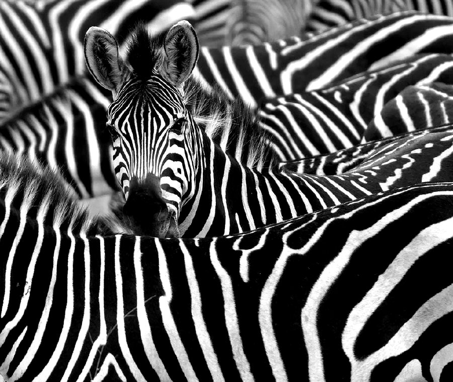 Why are Zebras Striped?