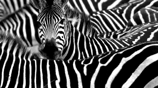 Illustration for Why are Zebras Striped?