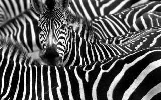 Why are Zebras Striped?