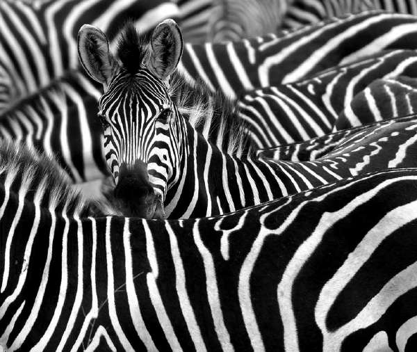 Why are Zebras Striped?