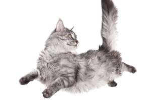 Why do Cats Always Land on Their Feet?
