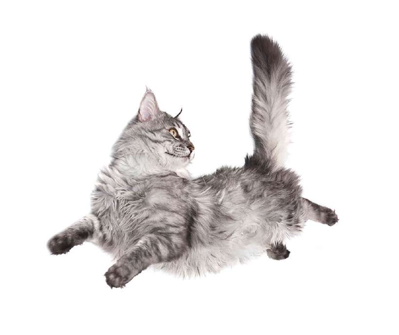 Why do Cats Always Land on Their Feet?