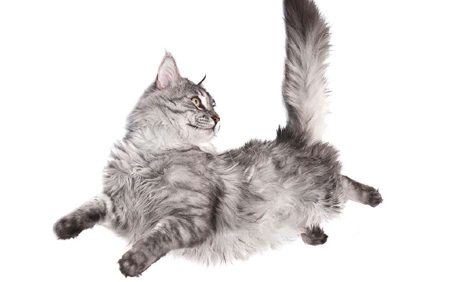 Why do Cats Always Land on Their Feet?