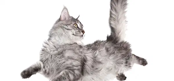 Illustration for Why do Cats Always Land on Their Feet?