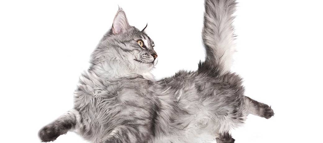Why do Cats Always Land on Their Feet?