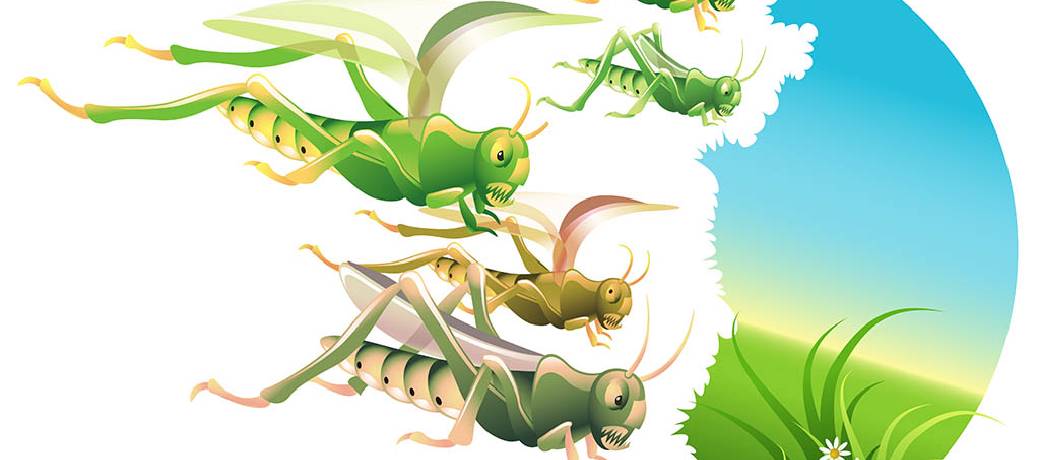Why do Locusts Swarm?