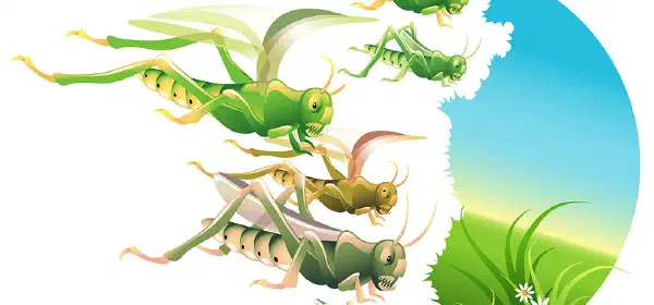 Illustration for Why do Locusts Swarm?