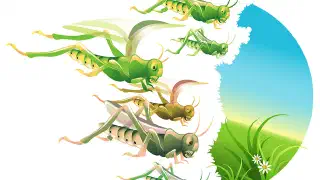 Illustration for Why do Locusts Swarm?
