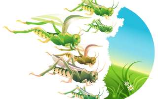 Why do Locusts Swarm?