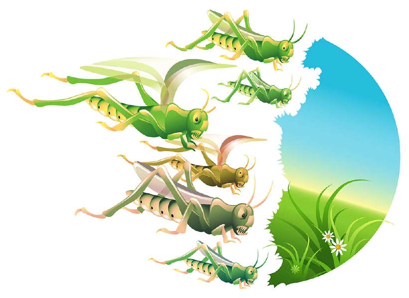 Locust swarm eating everything in their path