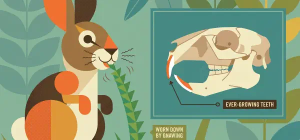 Illustration for Why Do Rabbits have Buck Teeth?