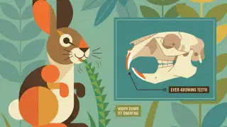 Illustration for Why Do Rabbits have Buck Teeth?