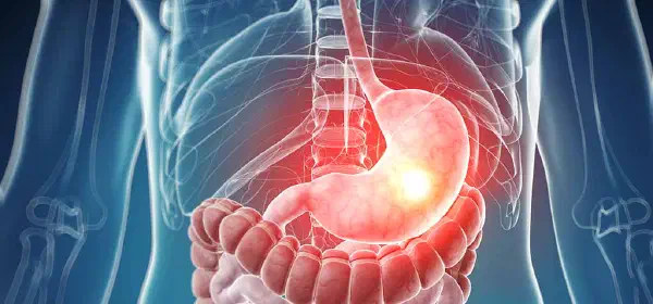 Illustration for Why doesn't our stomach get digested?