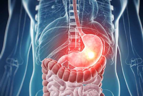 Why doesn't our stomach get digested?