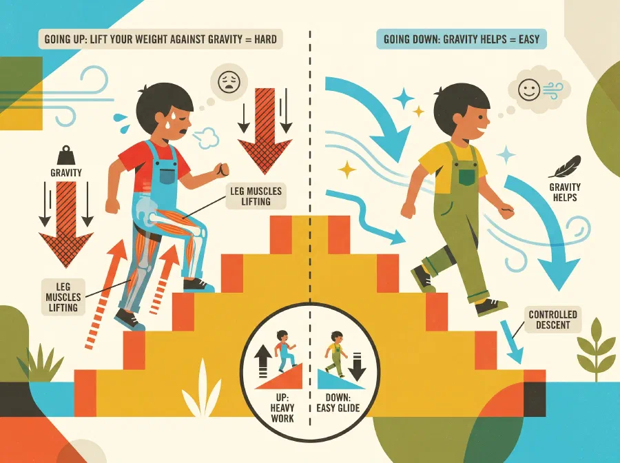 Why is it Harder to Walk Uphill?
