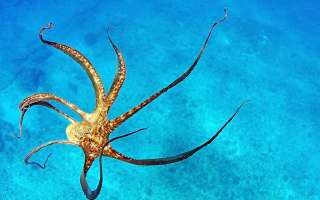 An Octopus as Jar-opener