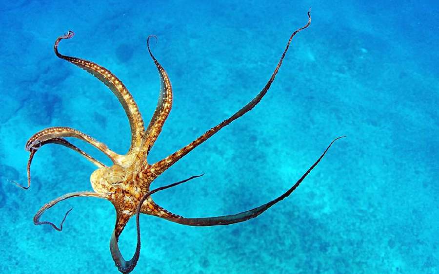 An Octopus as Jar-opener
