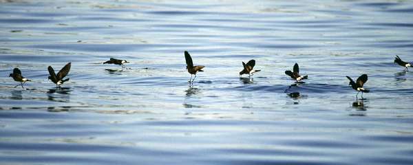 Wilson's Storm Petrel (Oceanites oceanicus): A bird that seems to walk on water