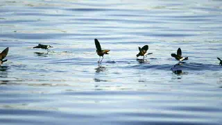 Illustration for Storm Petrel: A Bird that Walks on Water