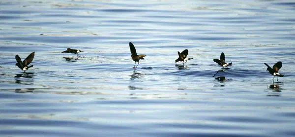 Illustration for Storm Petrel: A Bird that Walks on Water