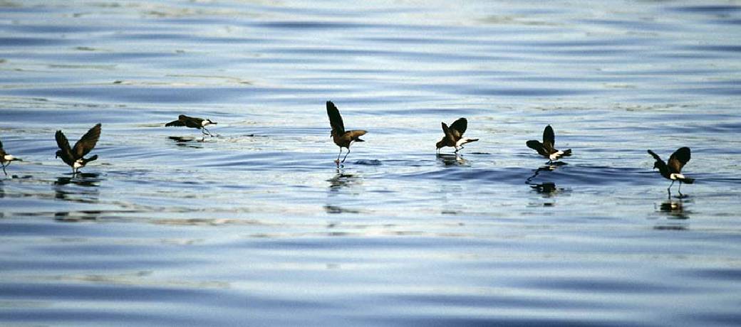 Storm Petrel: A Bird that Walks on Water