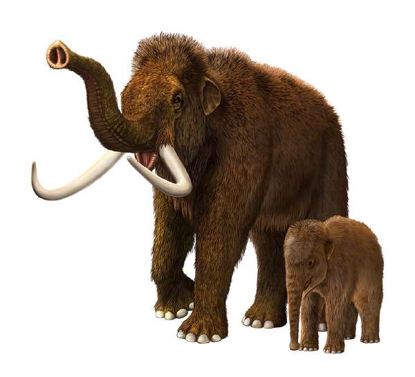 Artistic recreation of baby & mother Wooly Mammoth
