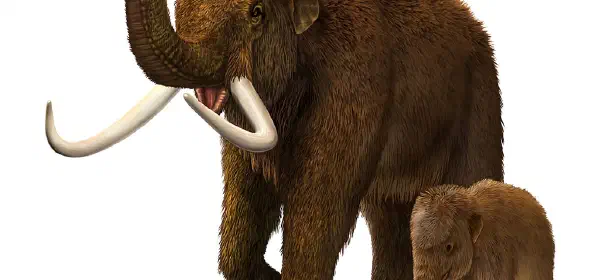 Illustration for Tale of the Woolly Mammoth