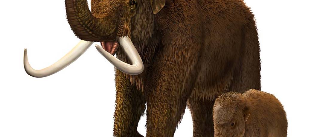 Tale of the Woolly Mammoth
