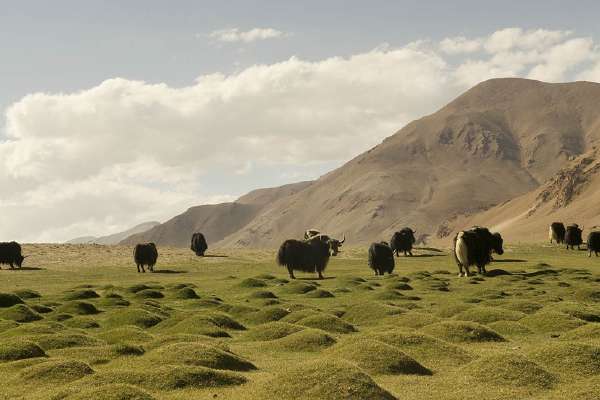 Yaks in the Tibetan plateau – Himalayas Have a Deep Impact on the Climate of the World