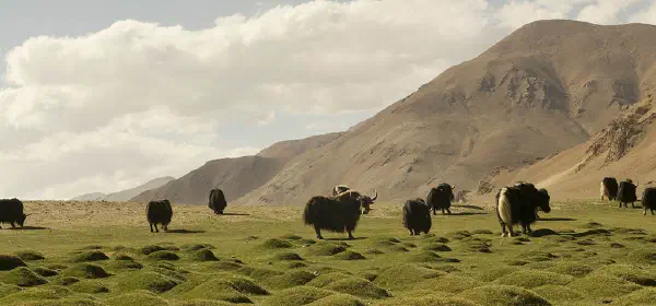 Illustration for Himalayas Have a Deep Impact on the Climate of the World