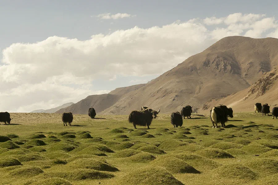 Yaks in the Tibetan plateau – Himalayas Have a Deep Impact on the Climate of the World