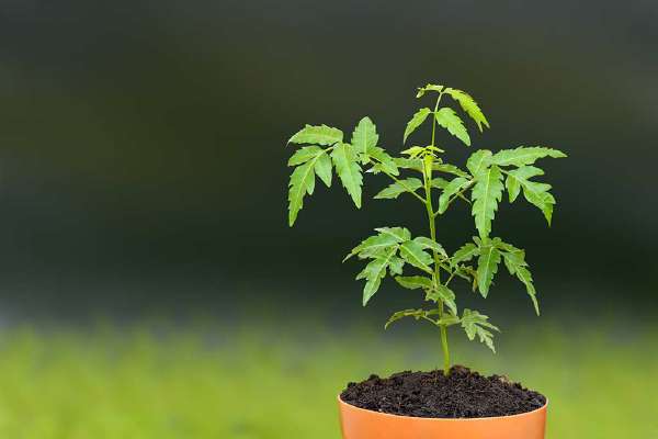 Neem's botanical name, Azadirachta indica, has come from a Persian description of the tree, literally meaning