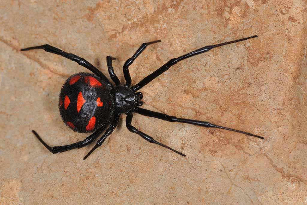 Image result for Black Widow Spider"