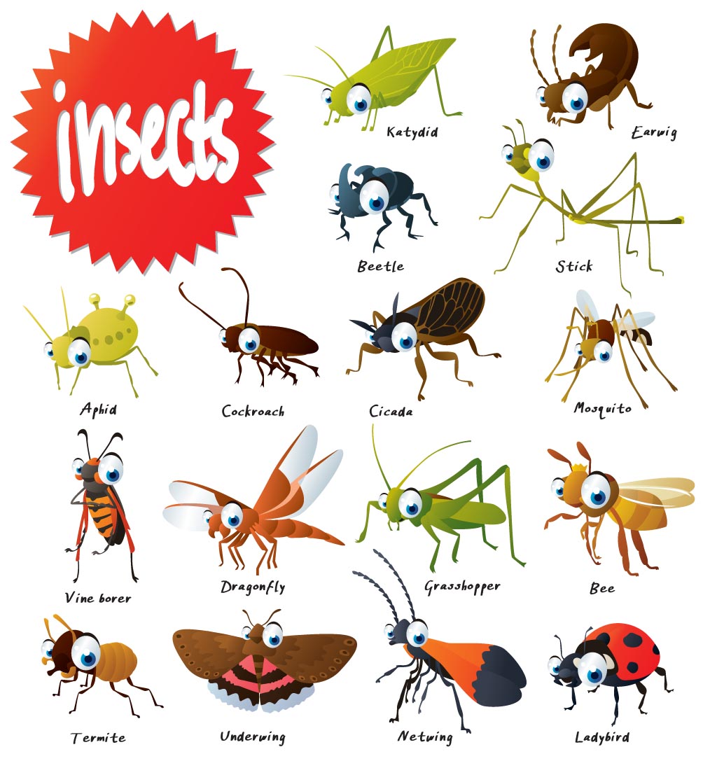 the wonderful world of insects