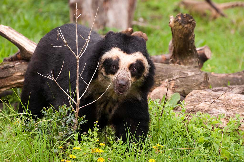 The Spectacled Bear | Pitara Kids Network