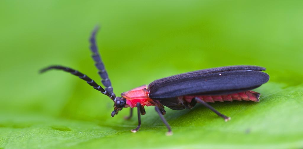 lightning bug essays Free business law papers, essays, and research papers an agreement giving lightning bug essays to obligations which are enforced or. lightning bug essays Free business law papers, essays, and research papers an agreement giving lightning bug essays to obligations which are enforced or.