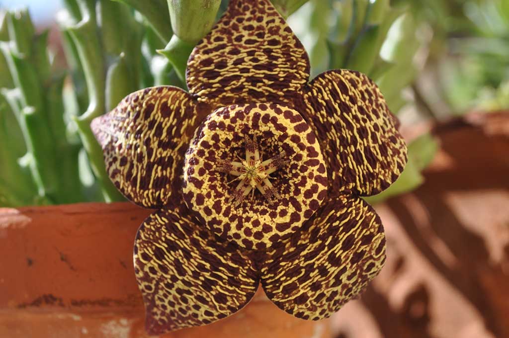 Beautiful Flowers that Stink! Pitara Kids Network