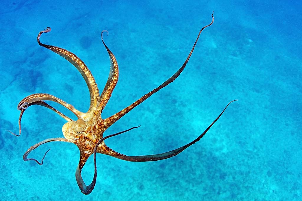 octopus wild water under jar opener planet pitara earth science