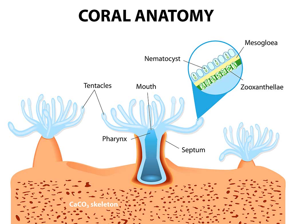 an organism that is visible from space pitara kids network how do reefs form