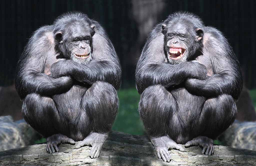 The brainiest animals are chimpanzees,