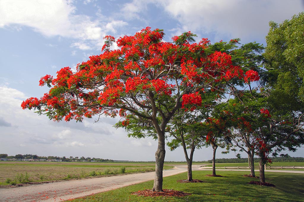 gulmohar tree