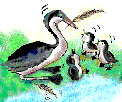 Birds Which Eat Their Feathers Birds Which Eat Their Feathers