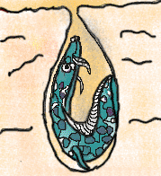 fish that live in the desert pitara kids network