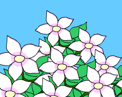The White Flowers The White Flowers