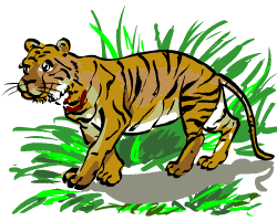 Tiger King Tiger King