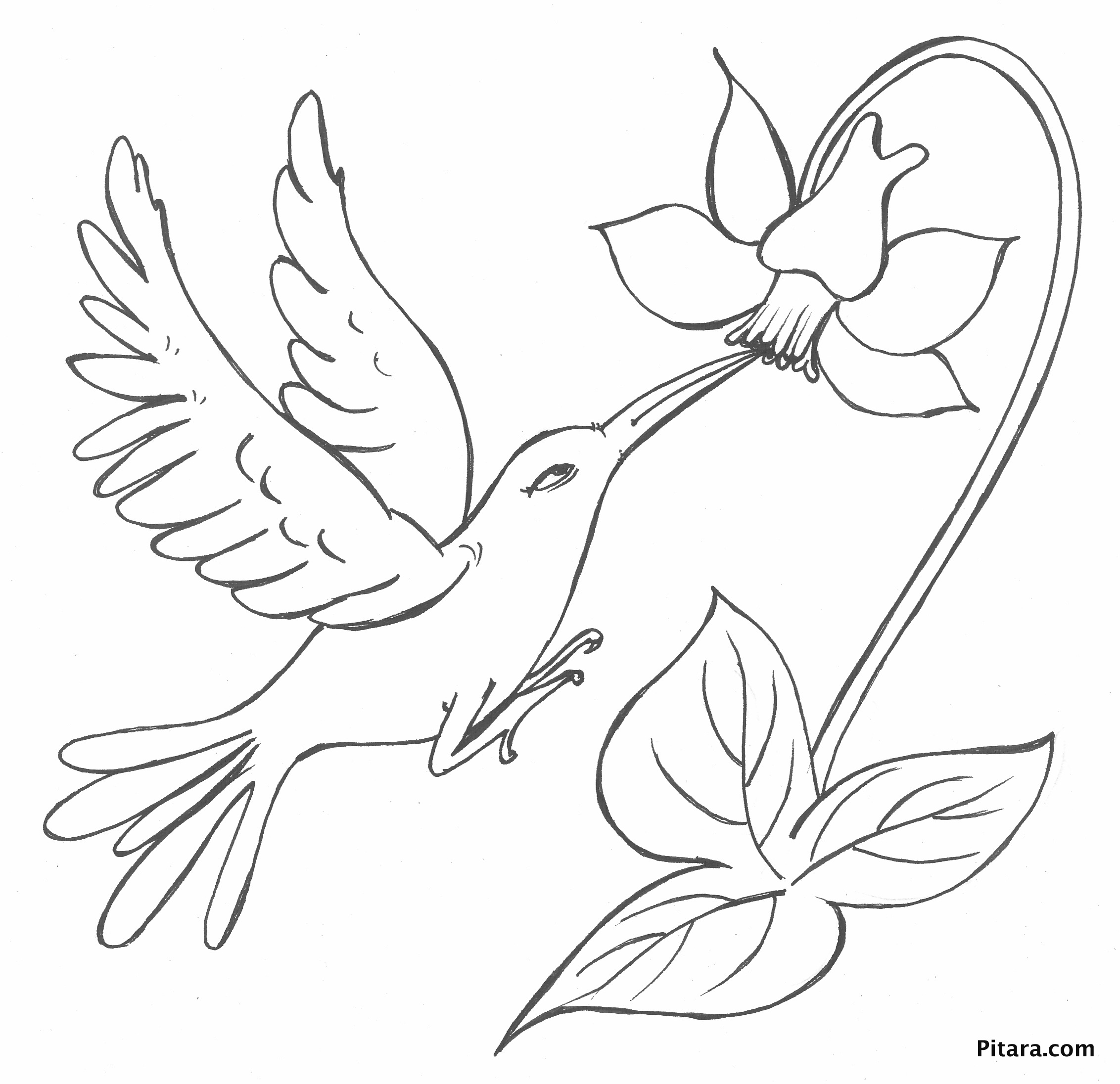 Bird with flower – Coloring page – Pitara Kids Network