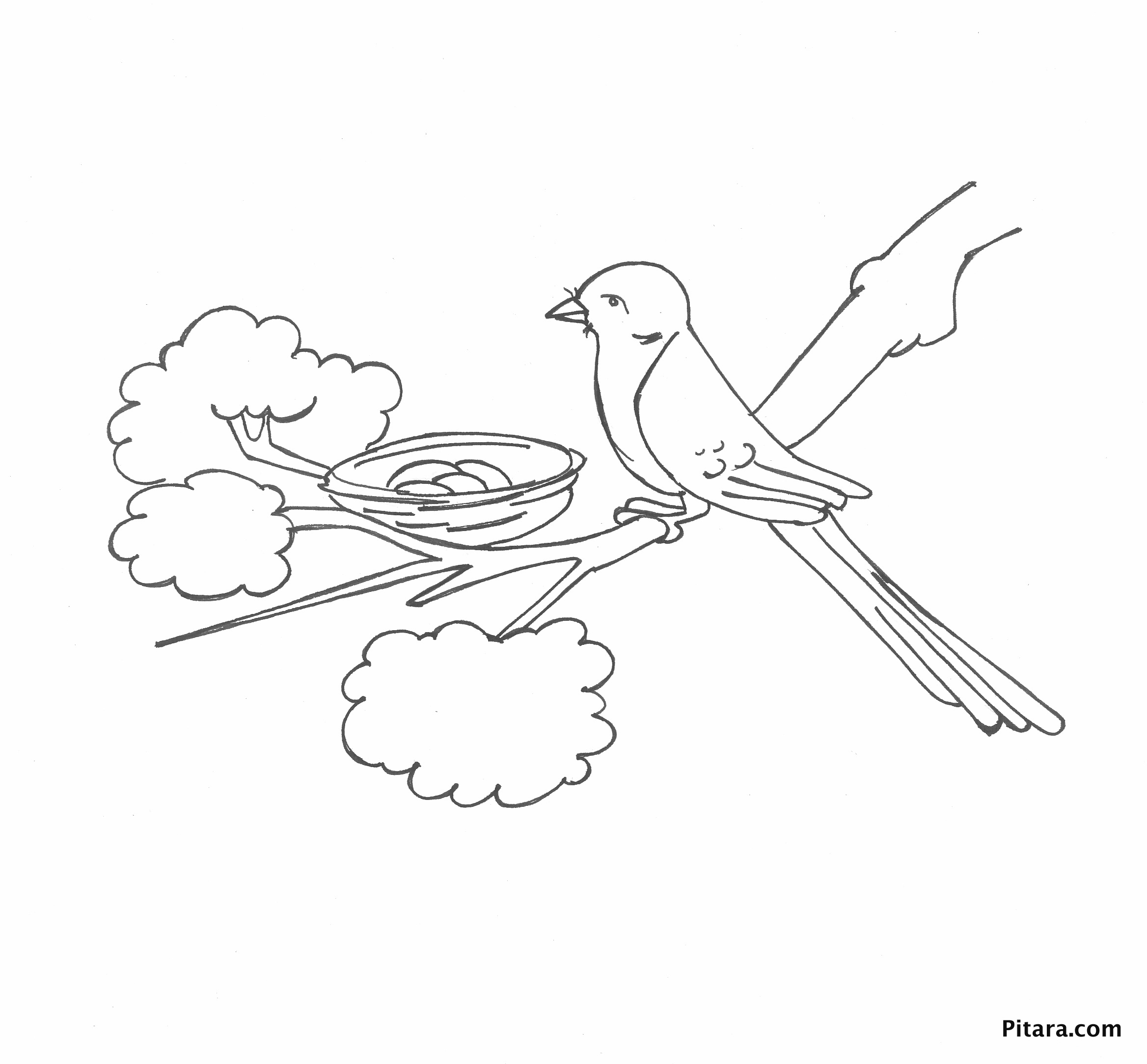 Bird in the nest – Coloring page – Pitara Kids Network